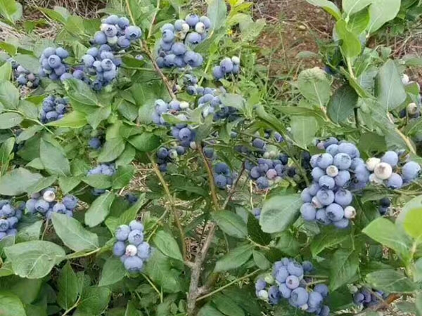 薄雾蓝莓